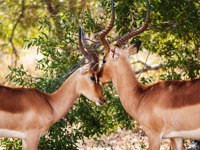 List of National Parks in India's image