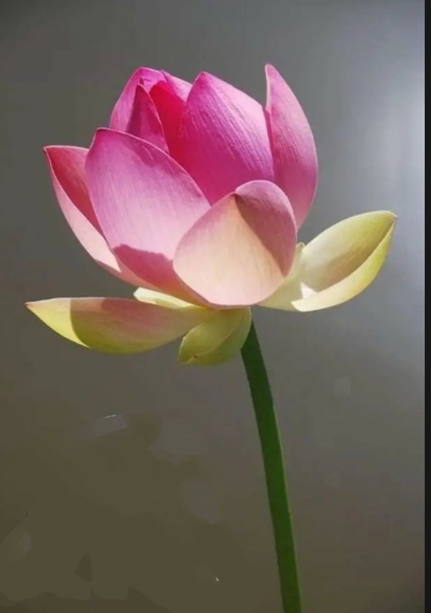 छंद's image