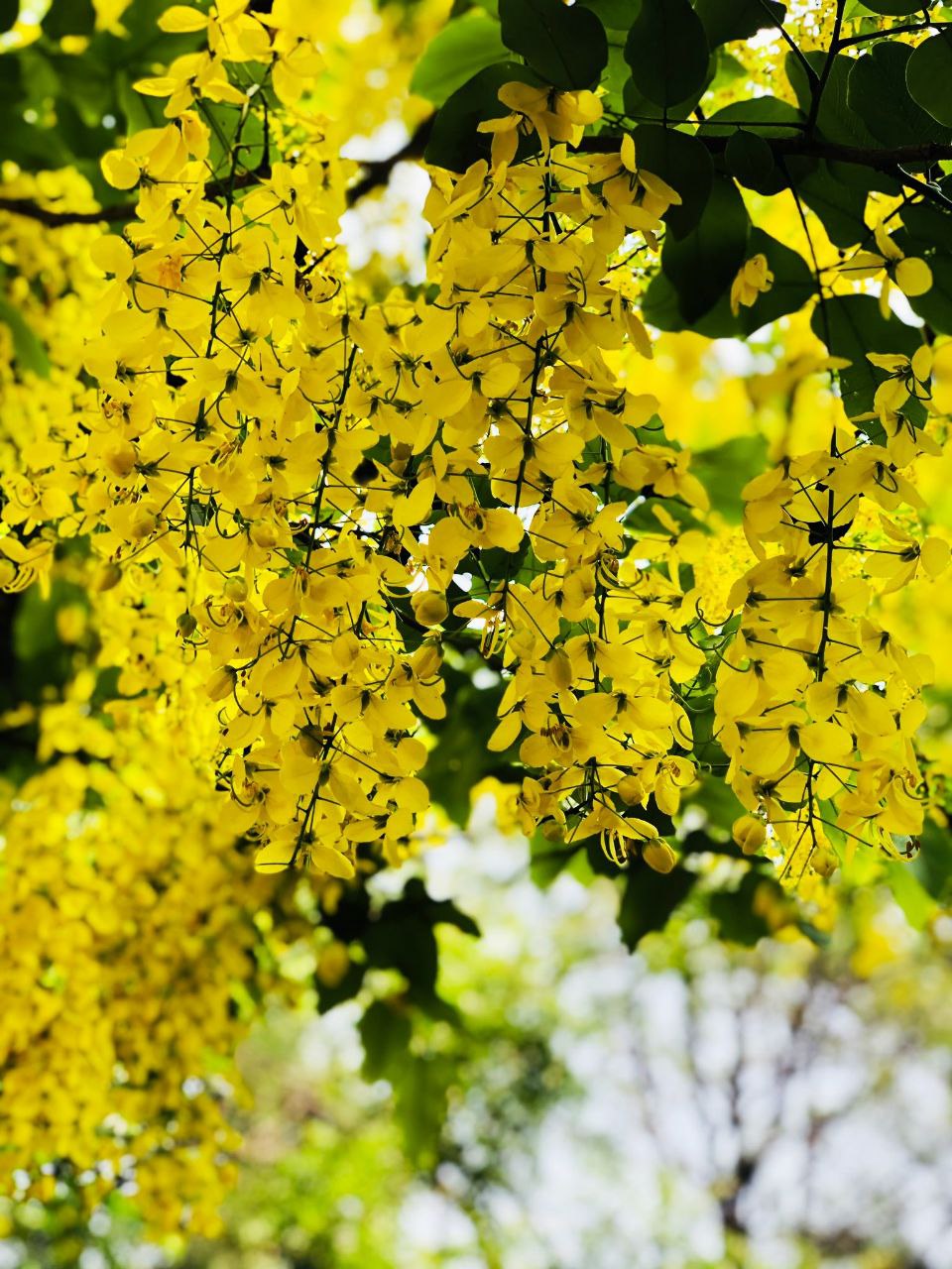 इतवार की धूप's image
