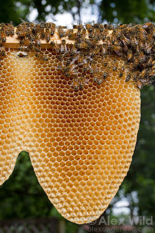 मधुमक्खियाँ (Bee)'s image