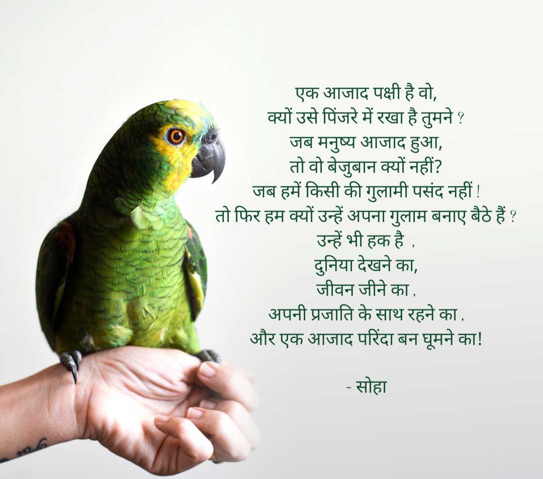 एक कैदी पक्षी's image