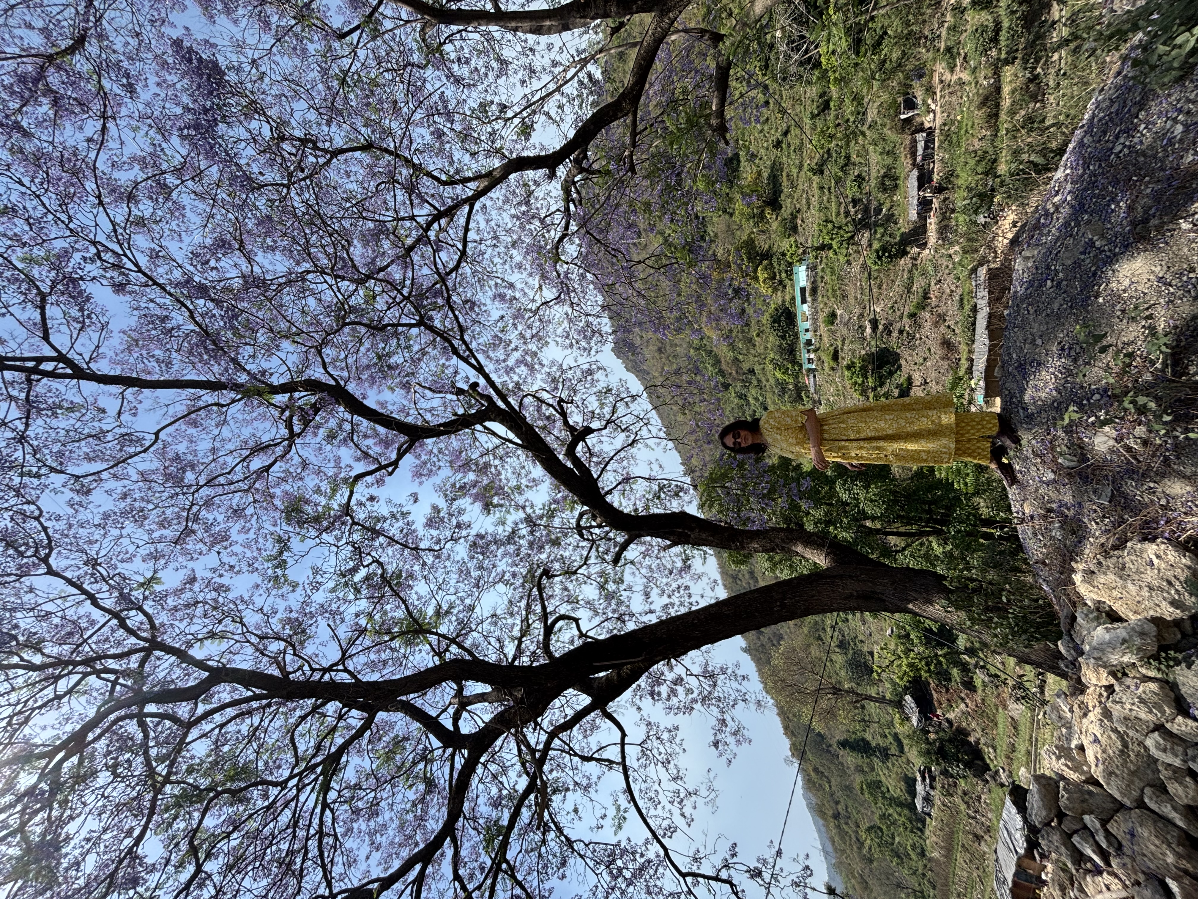 इश्क़ मेरा भी पात पात...32/40. 40 Poems in 40 Days's image